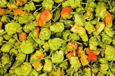 《可怕可怕：人面犬》免费登陆Steam 都市传说恐怖冒险